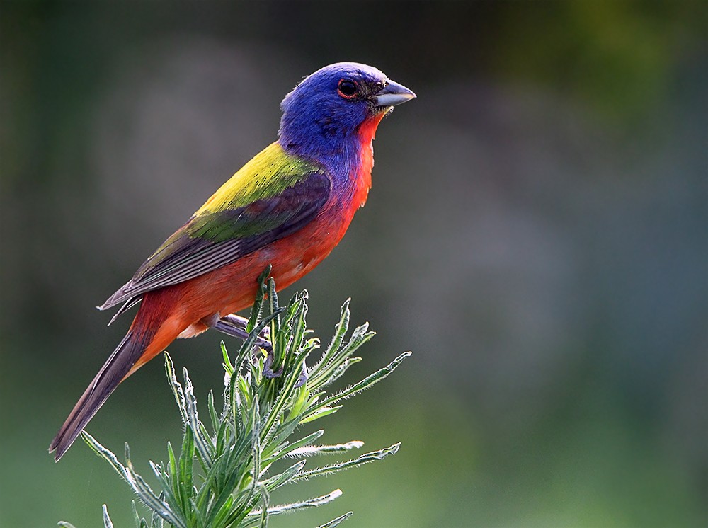 Painted Bunting - ML247544901
