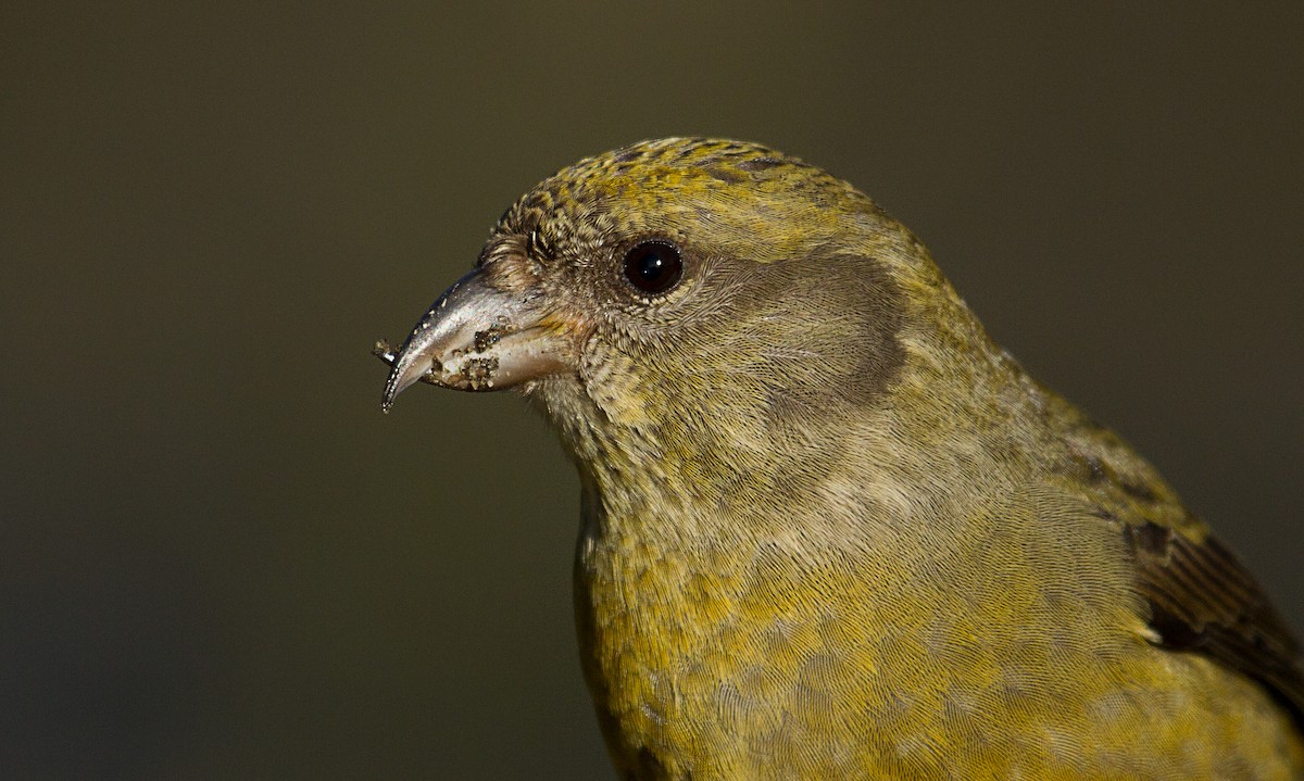 Red Crossbill - mark daly