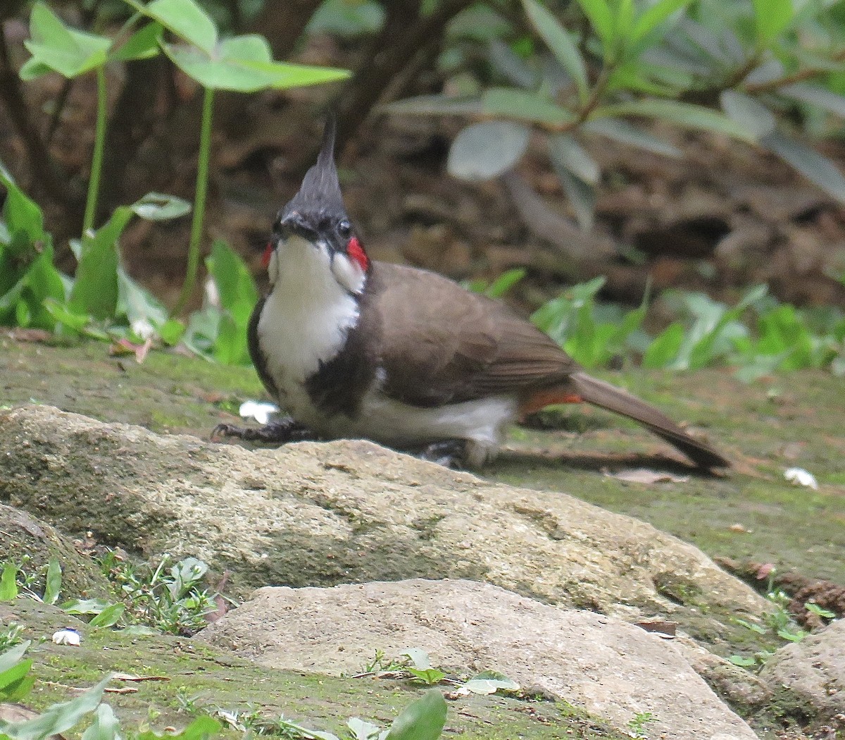 Red-whiskered Bulbul - Howard Laidlaw