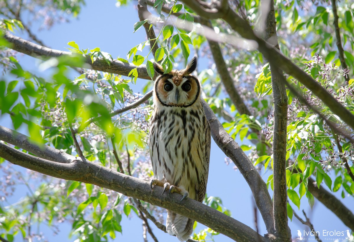Striped Owl - Iván Eroles