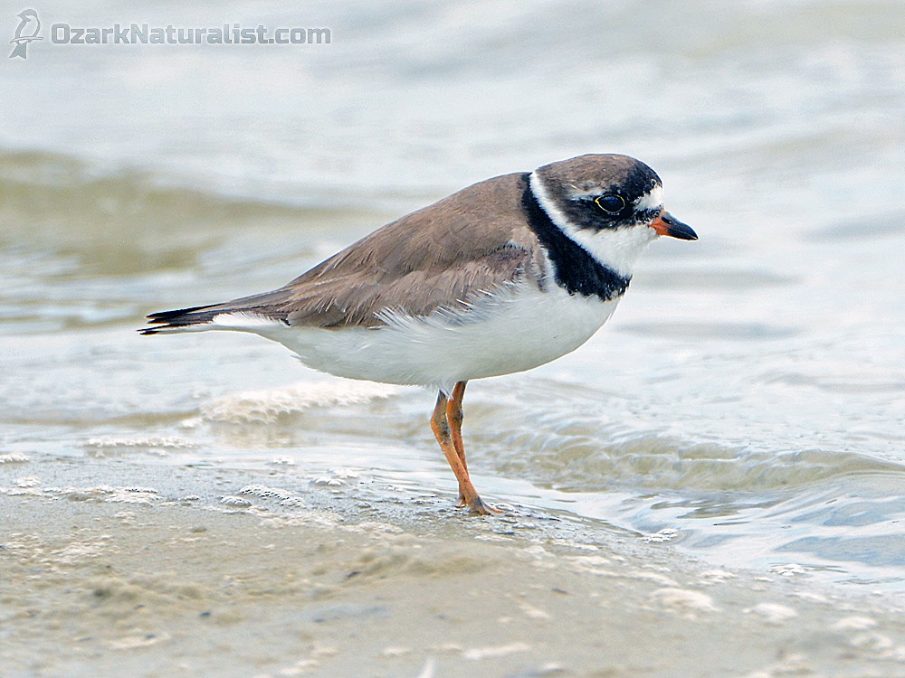 Semipalmated Plover - ML247548721