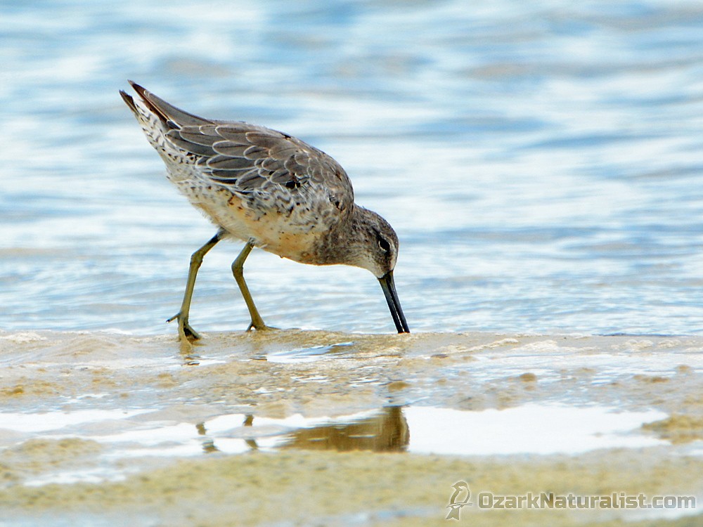 Red Knot - ML247549071