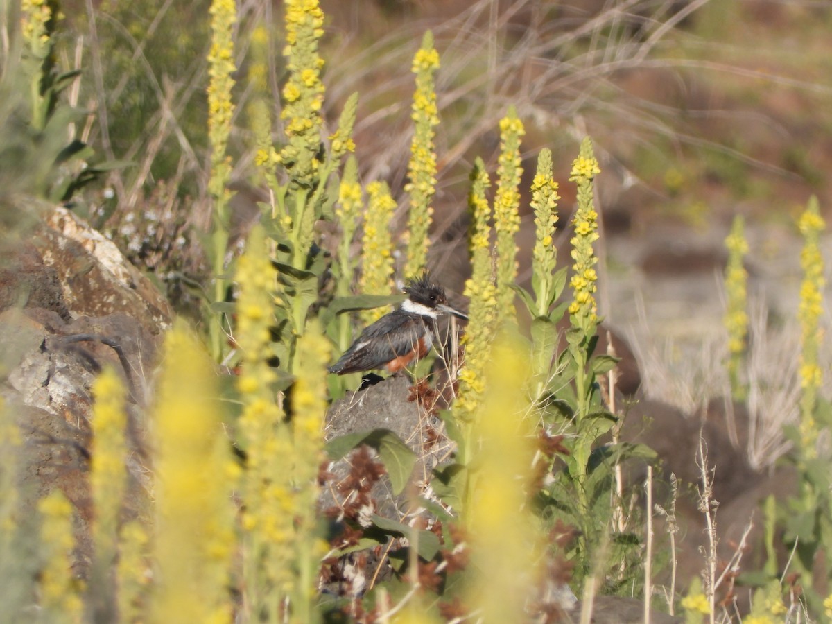 Belted Kingfisher - ML247549271