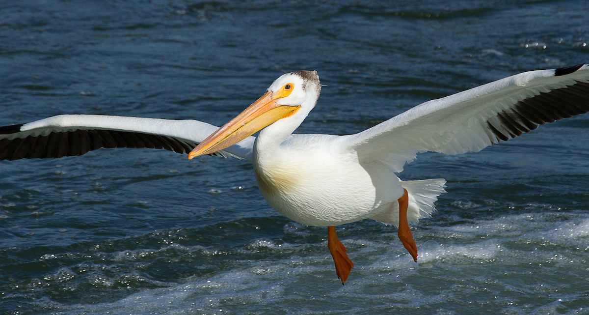 American White Pelican - mark daly