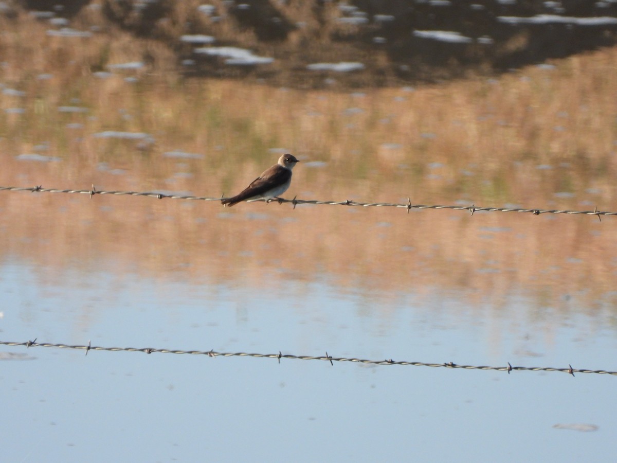 Northern Rough-winged Swallow - ML247549461