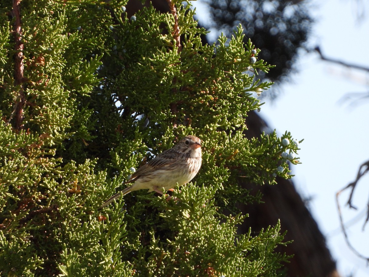 Vesper Sparrow - ML247550401