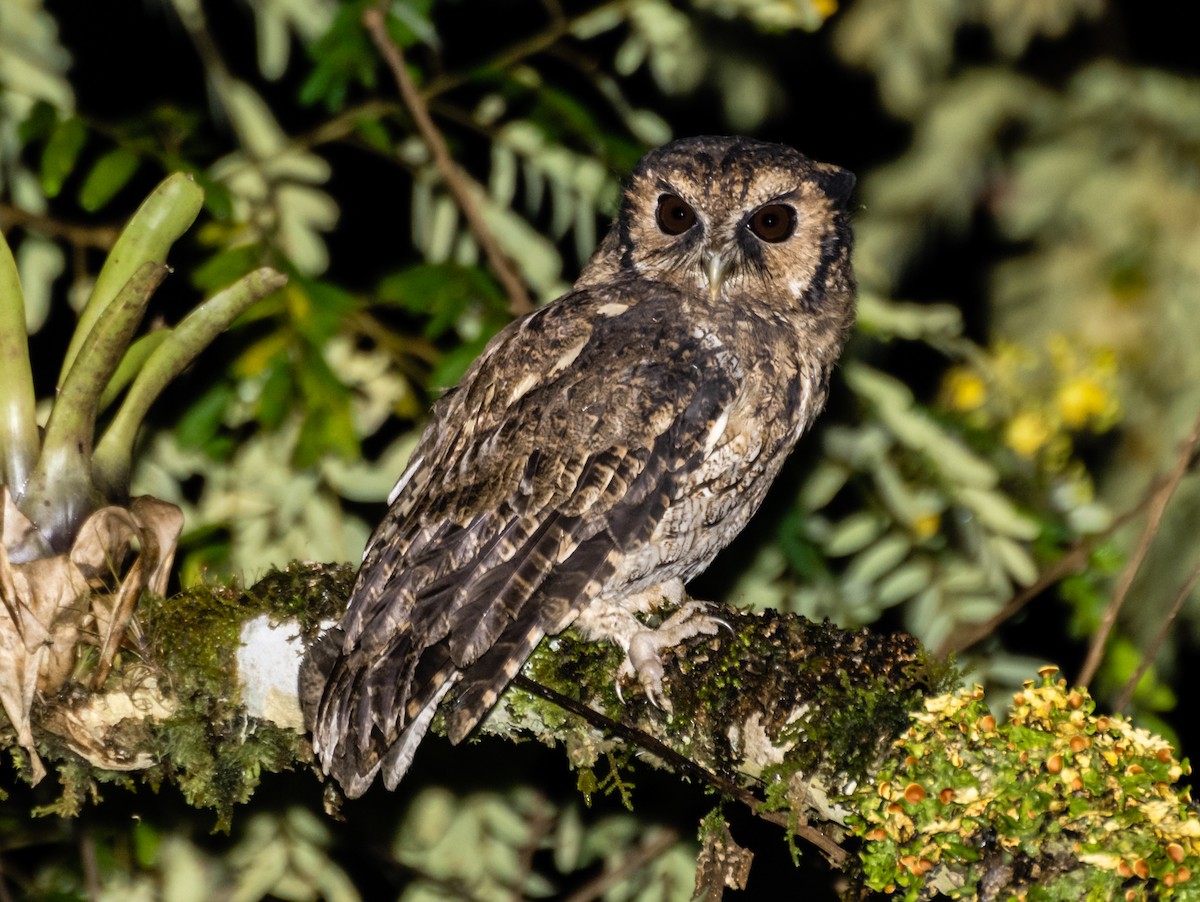 Black-capped Screech-Owl - ML247550731