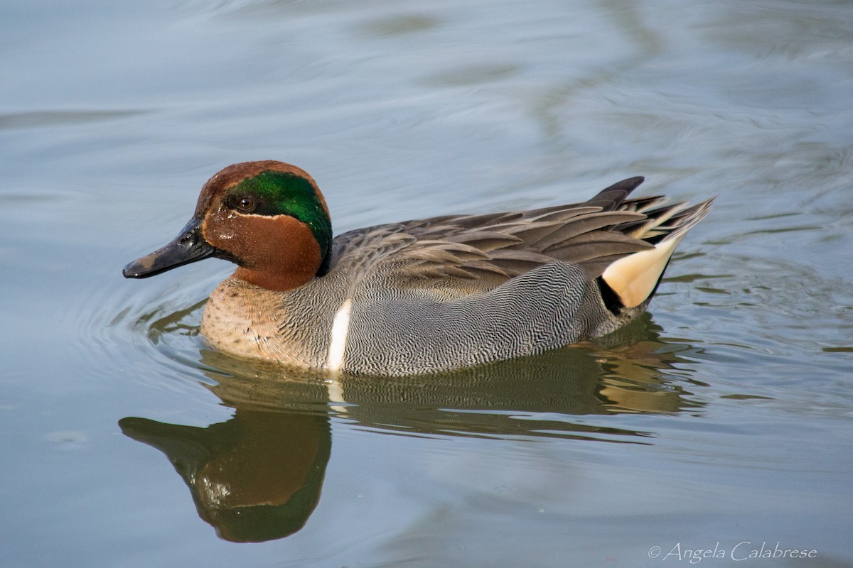 Green-winged Teal - ML24755151
