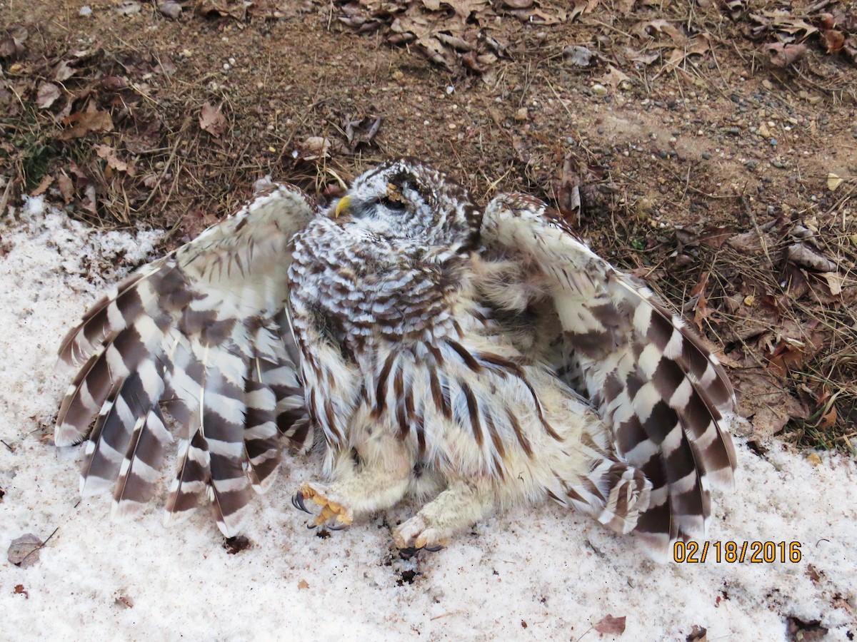 Barred Owl - ML24755261