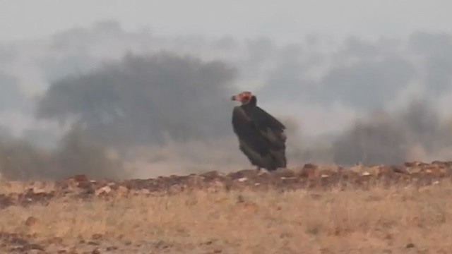Red-headed Vulture - ML247553431
