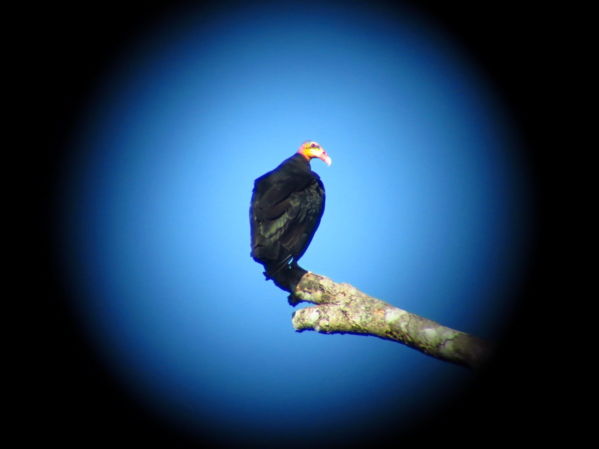 Greater Yellow-headed Vulture - ML247553671