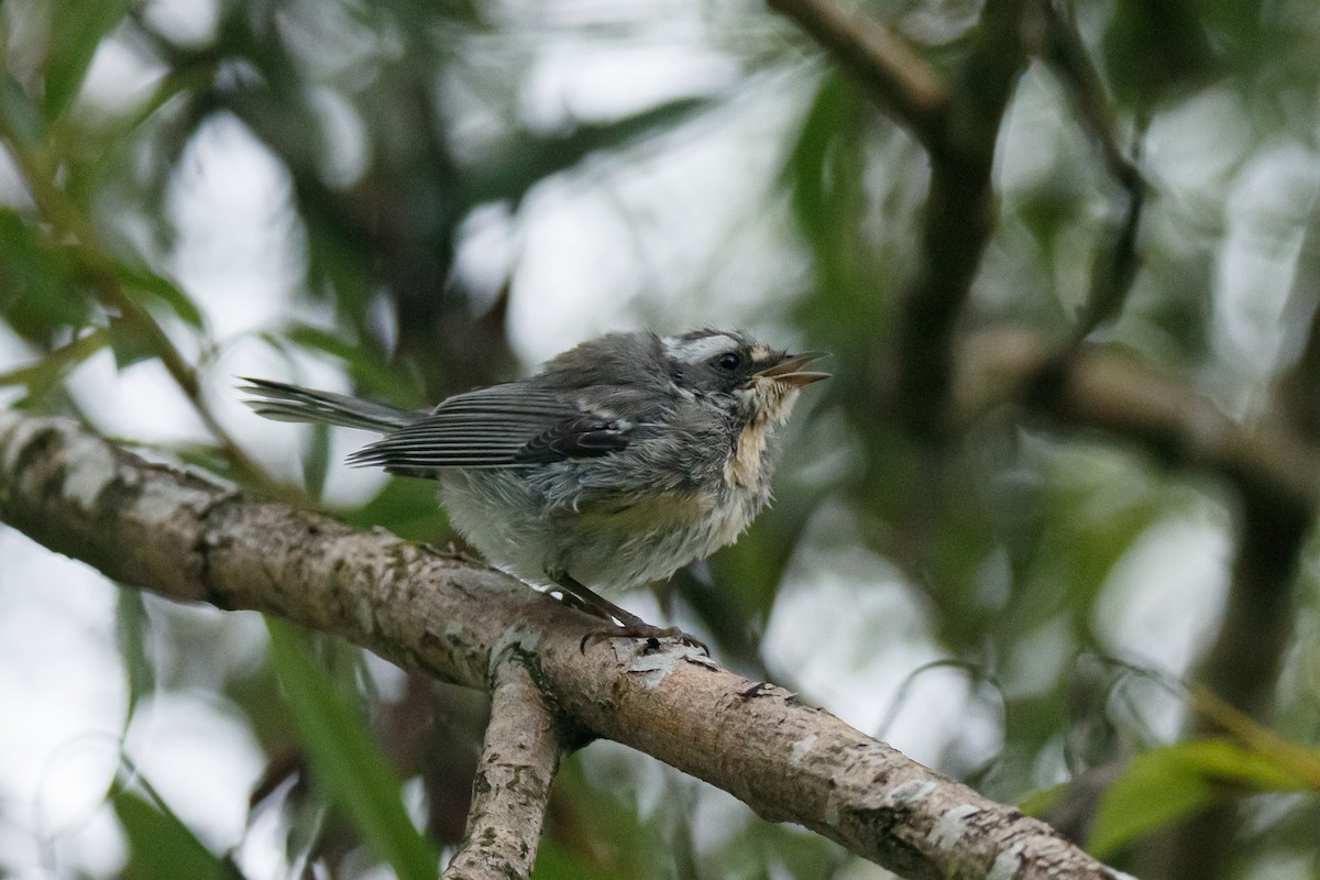 Black-throated Gray Warbler - ML247554071
