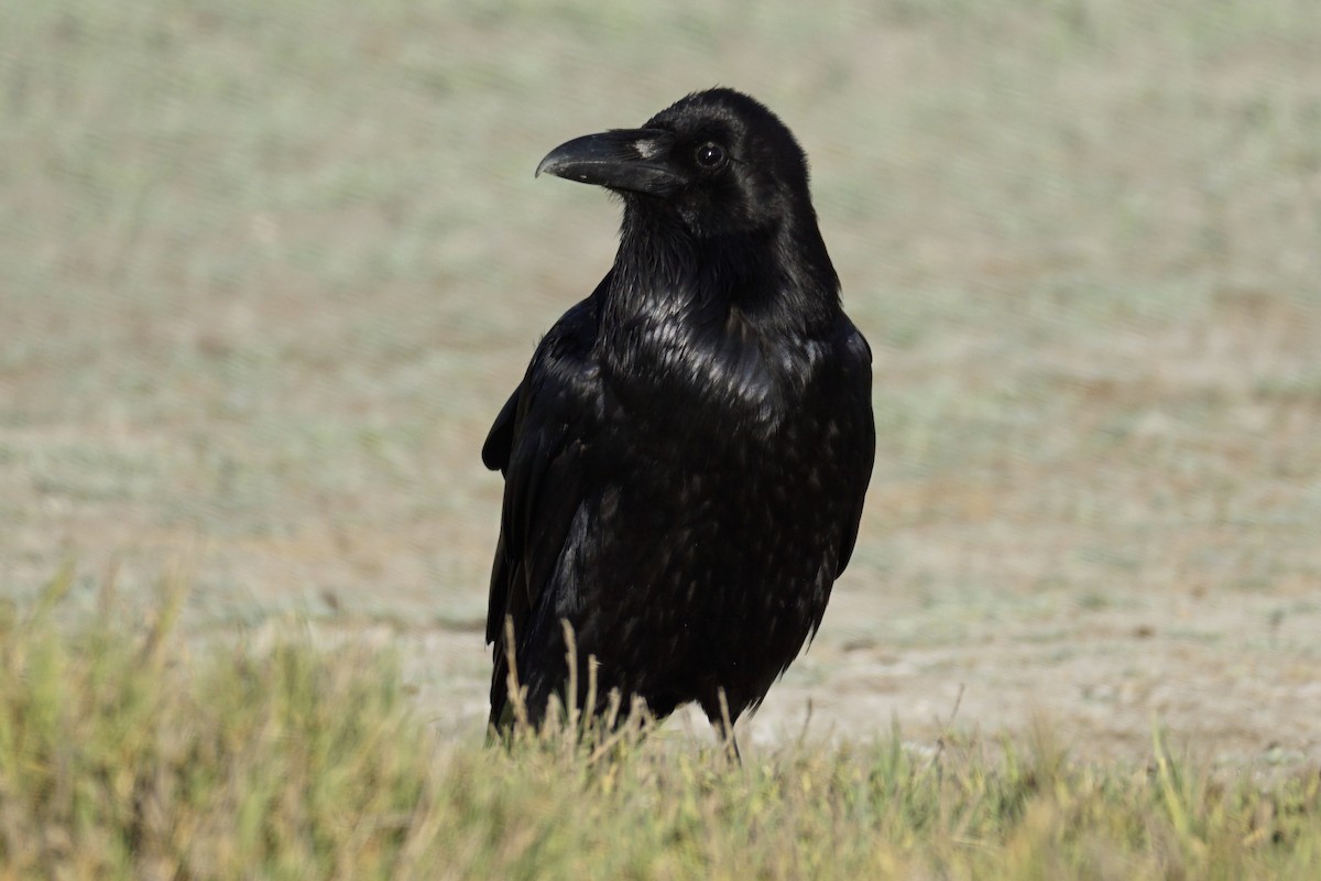 Common Raven - Tom Cassaro