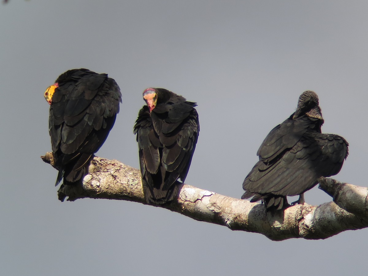 Greater Yellow-headed Vulture - ML247556311