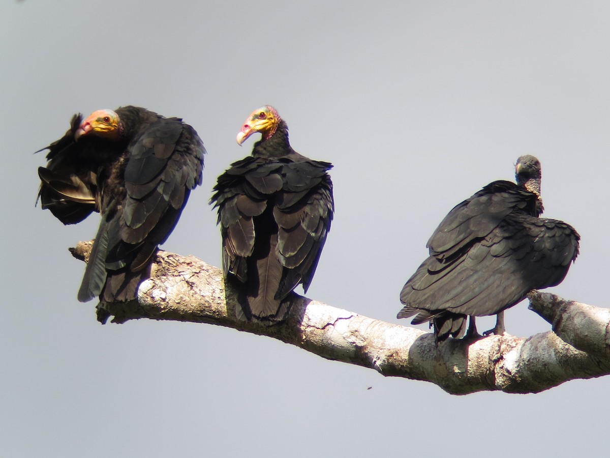 Greater Yellow-headed Vulture - ML247556331