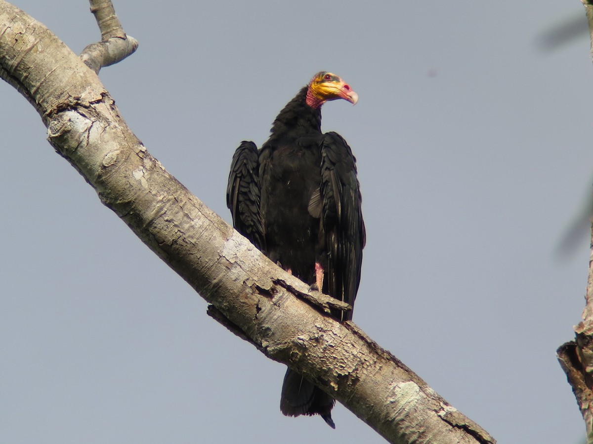 Greater Yellow-headed Vulture - ML247556361