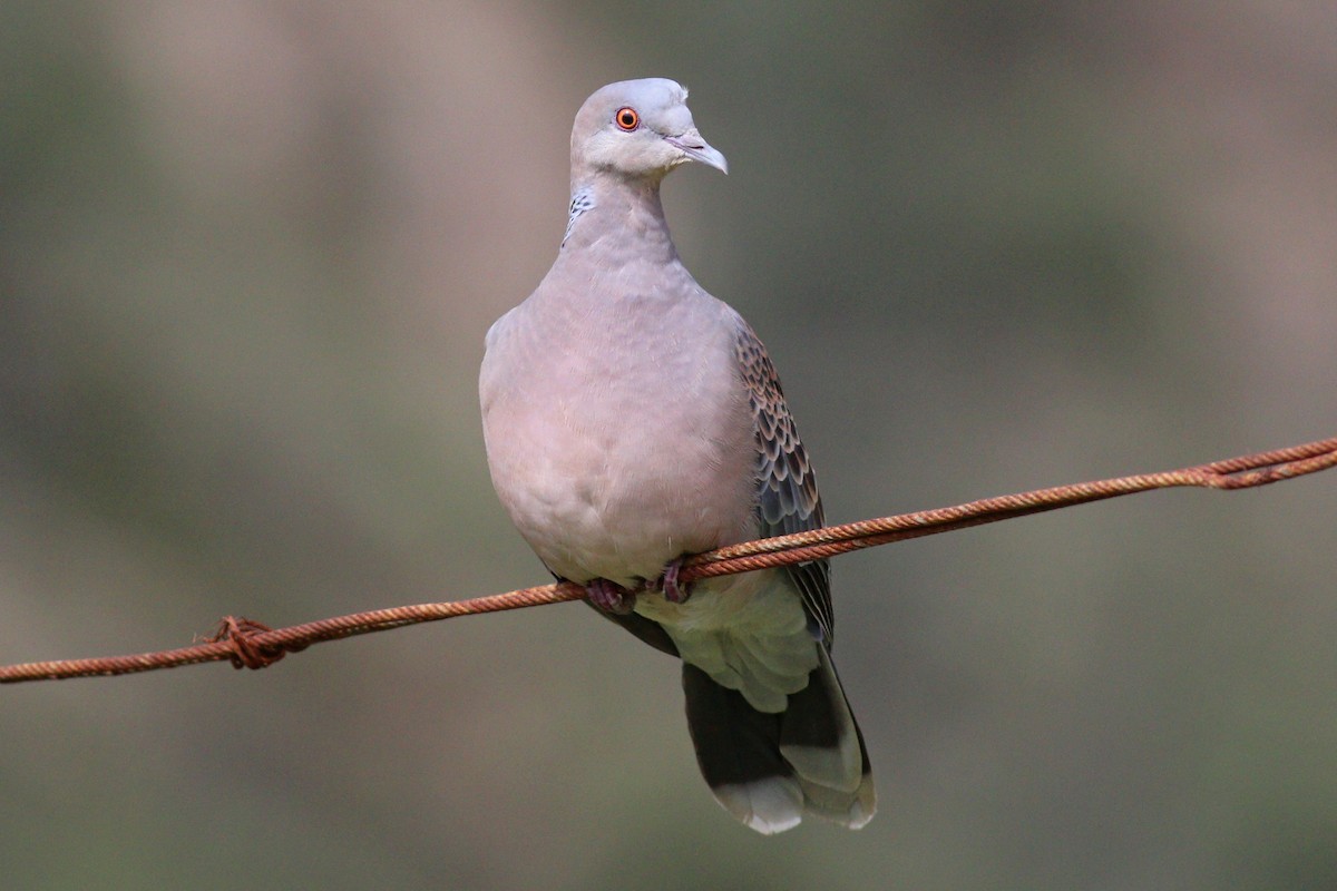 Oriental Turtle-Dove - 白尾 海雕