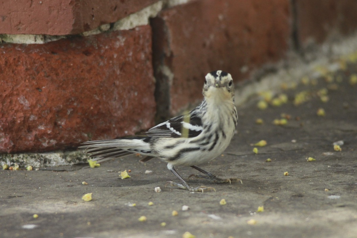 Black-and-white Warbler - ML24756091