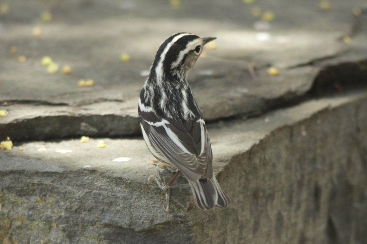 Black-and-white Warbler - ML24756101