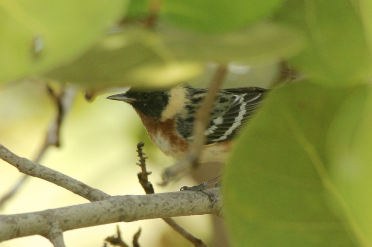 Bay-breasted Warbler - ML24756611