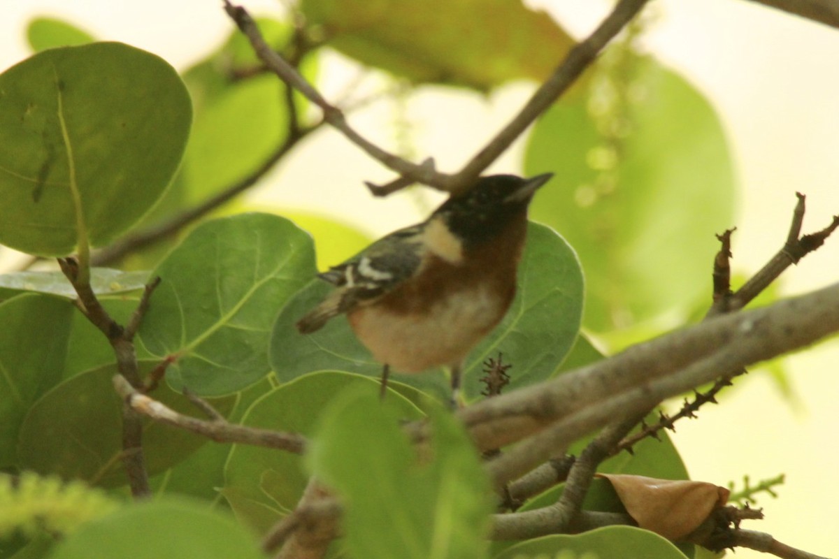 Bay-breasted Warbler - ML24756621