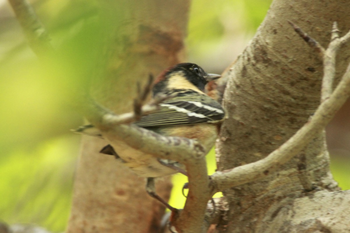 Bay-breasted Warbler - ML24756631