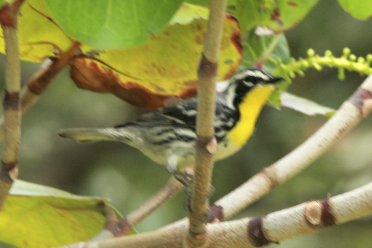 Yellow-throated Warbler - David Marjamaa