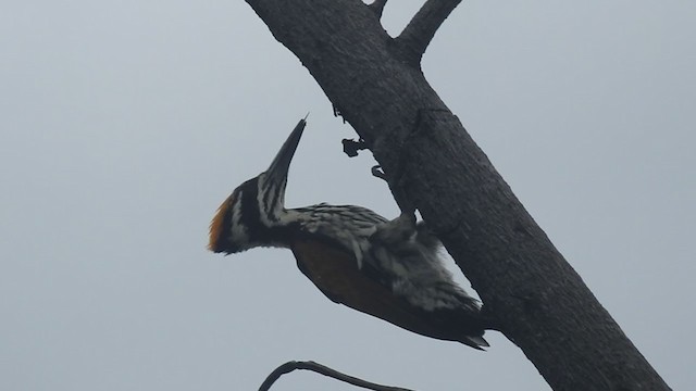 White-naped Woodpecker - ML247566991