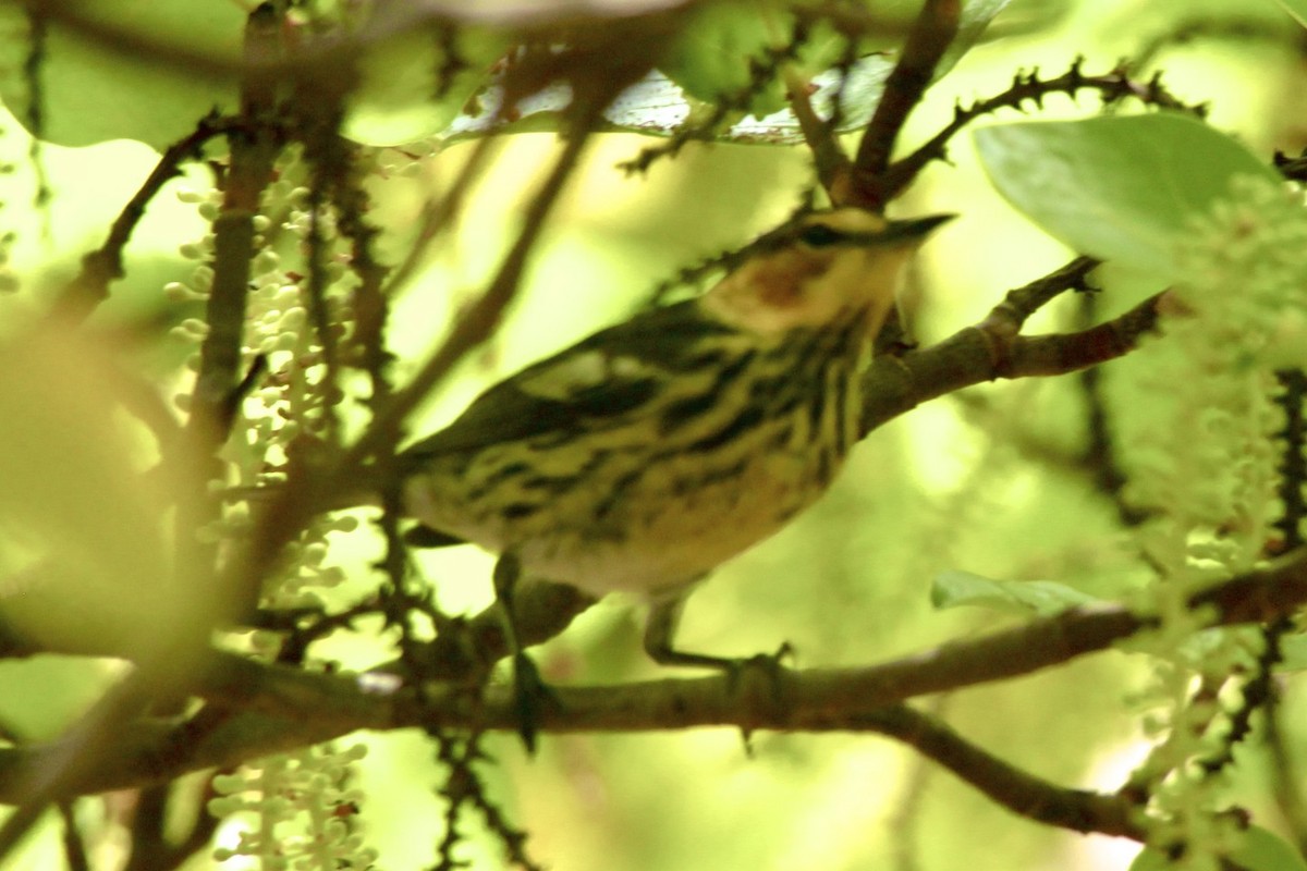 Cape May Warbler - ML24756701