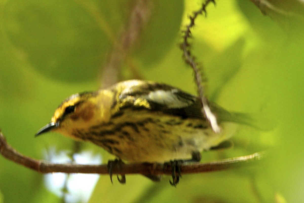 Cape May Warbler - ML24756711