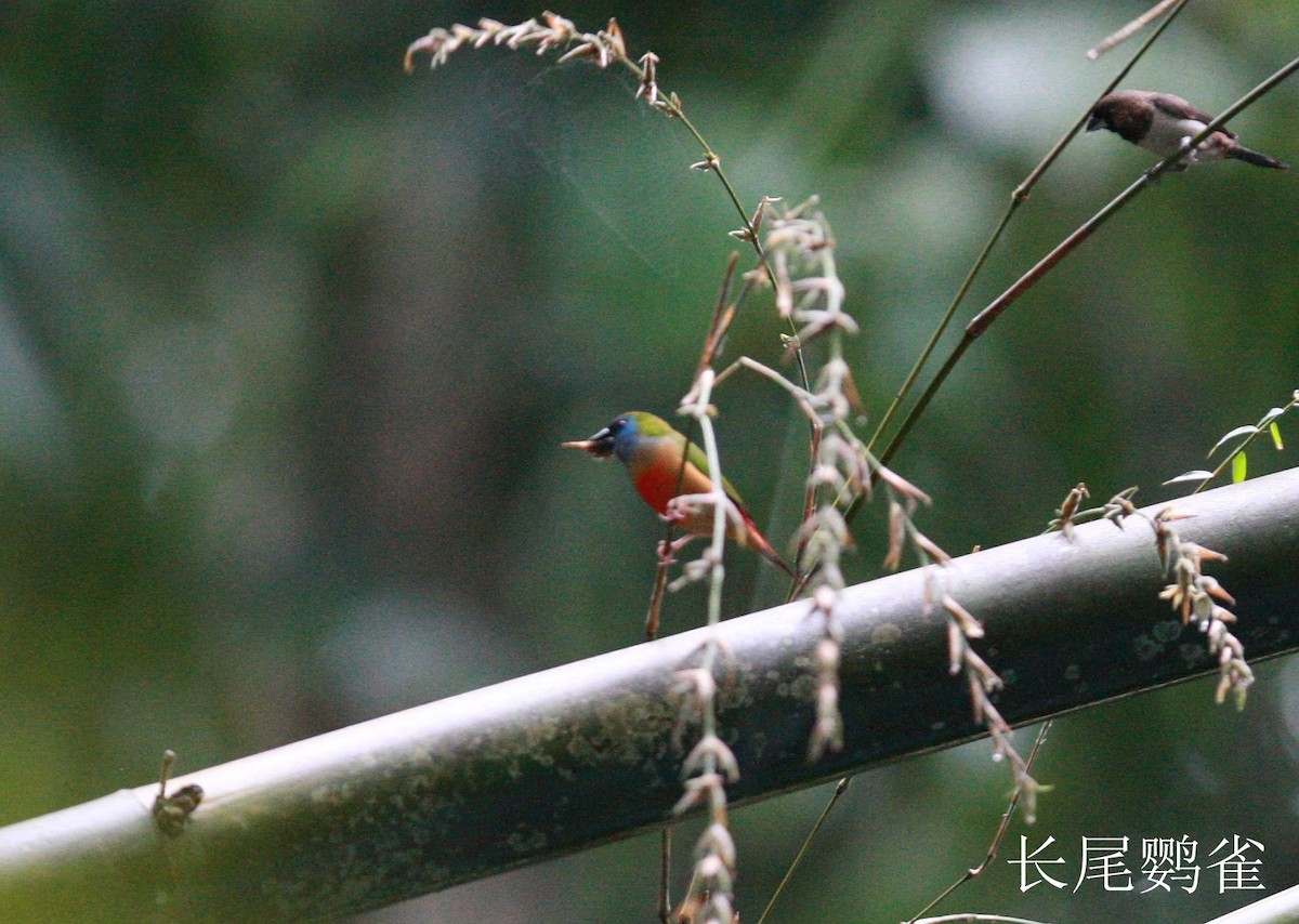 Pin-tailed Parrotfinch - Qiang Zeng
