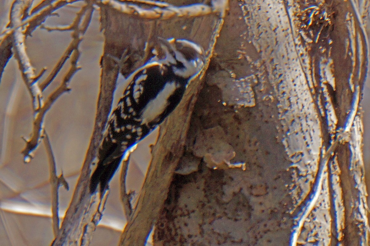 Downy Woodpecker - Connie Guillory