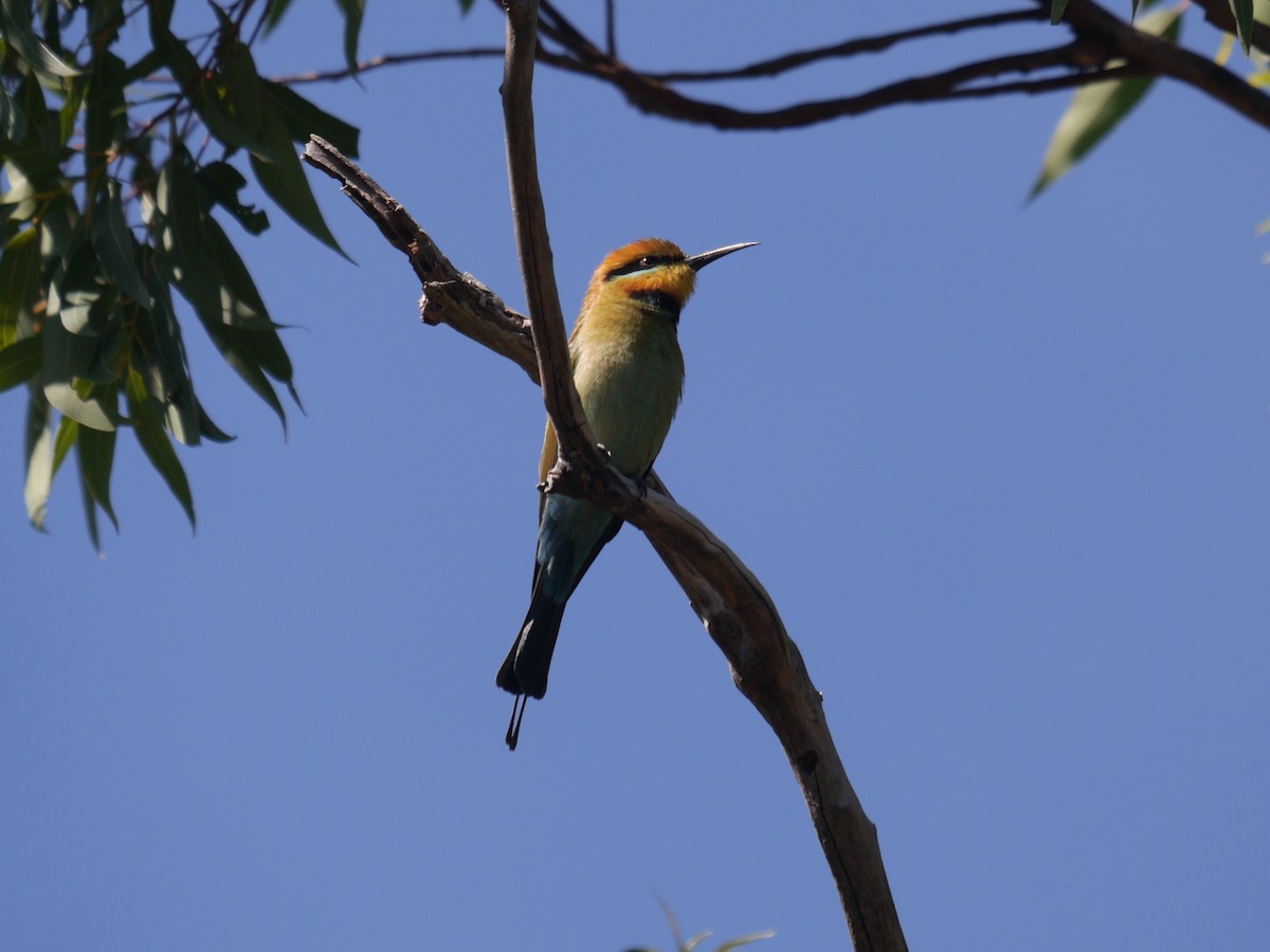 Rainbow Bee-eater - Frank Coman