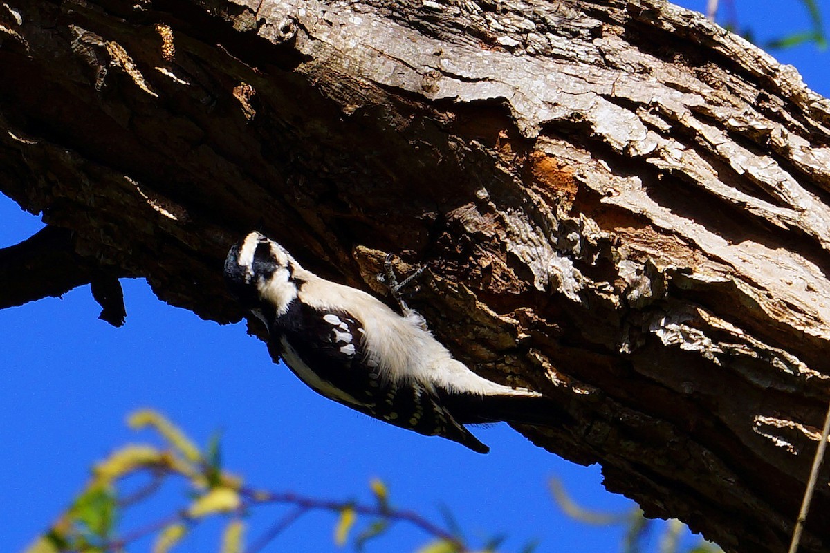 Downy Woodpecker - Connie Guillory