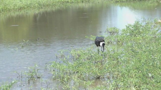 African Woolly-necked Stork - ML247574241