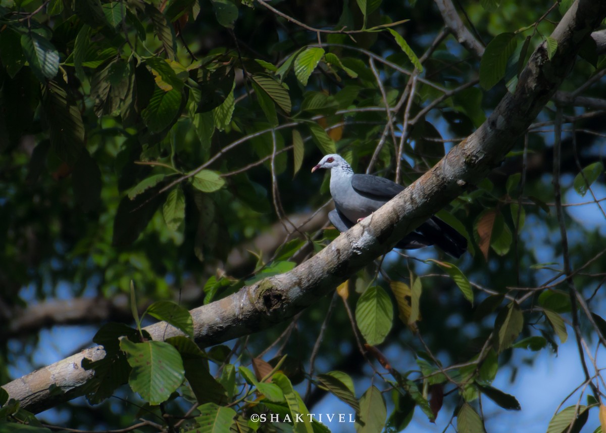Andaman Wood-Pigeon - ML247574721