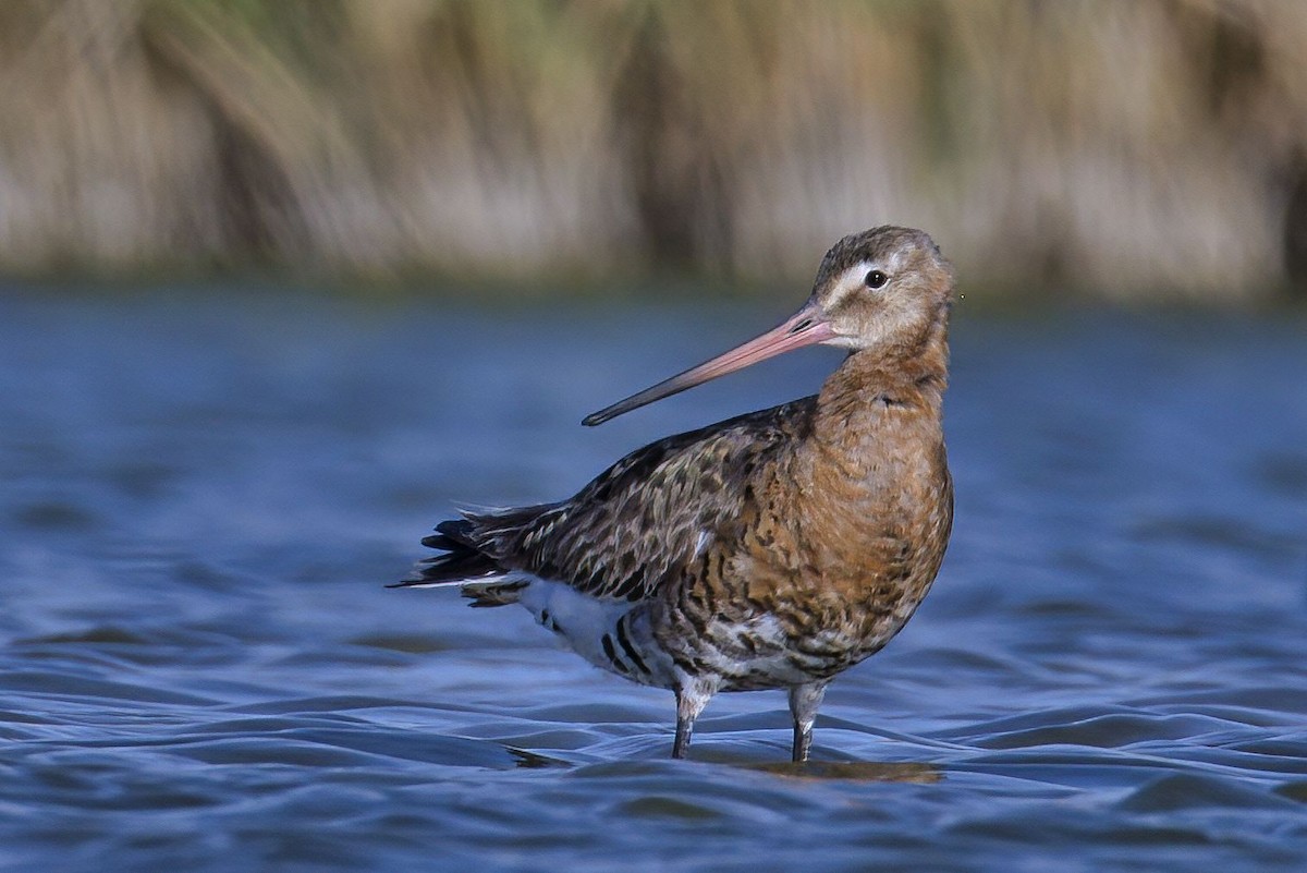 Black-tailed Godwit - Dirk Engelen