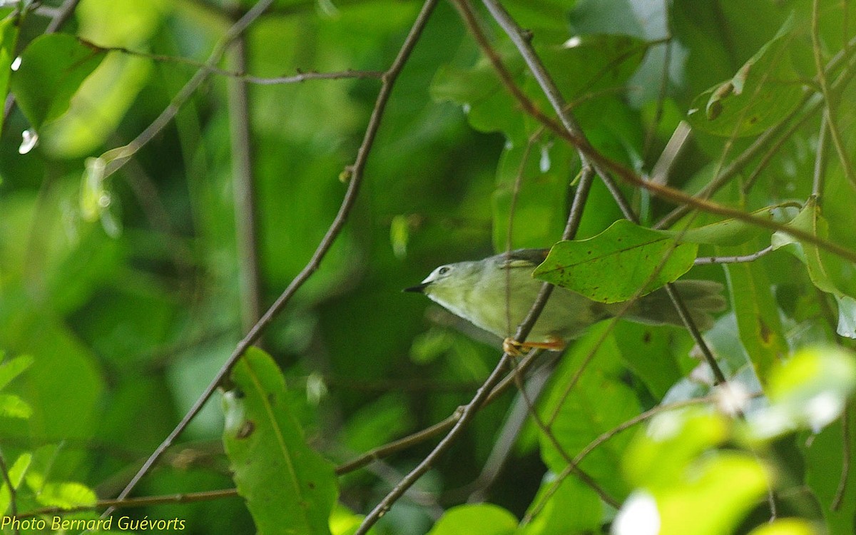 Red-winged Gray Warbler - ML247577371