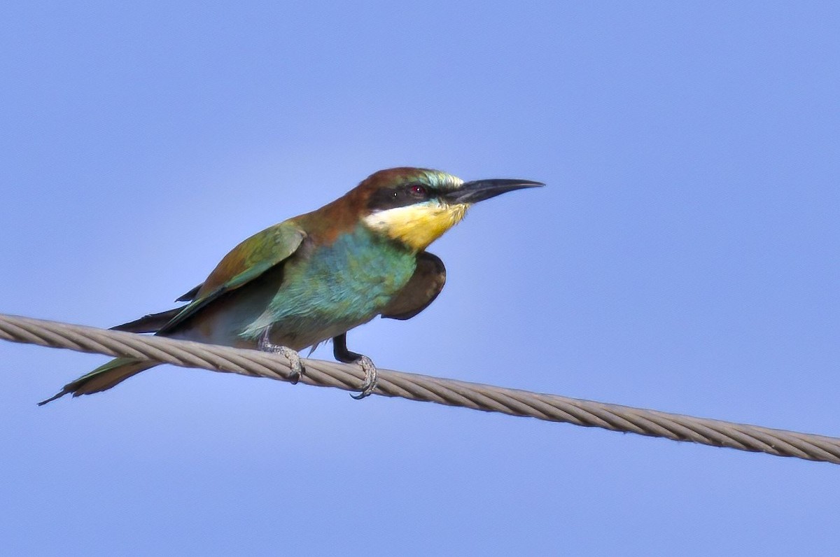 European Bee-eater - Dirk Engelen