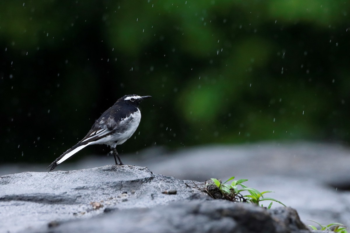White-browed Wagtail - ML247578381