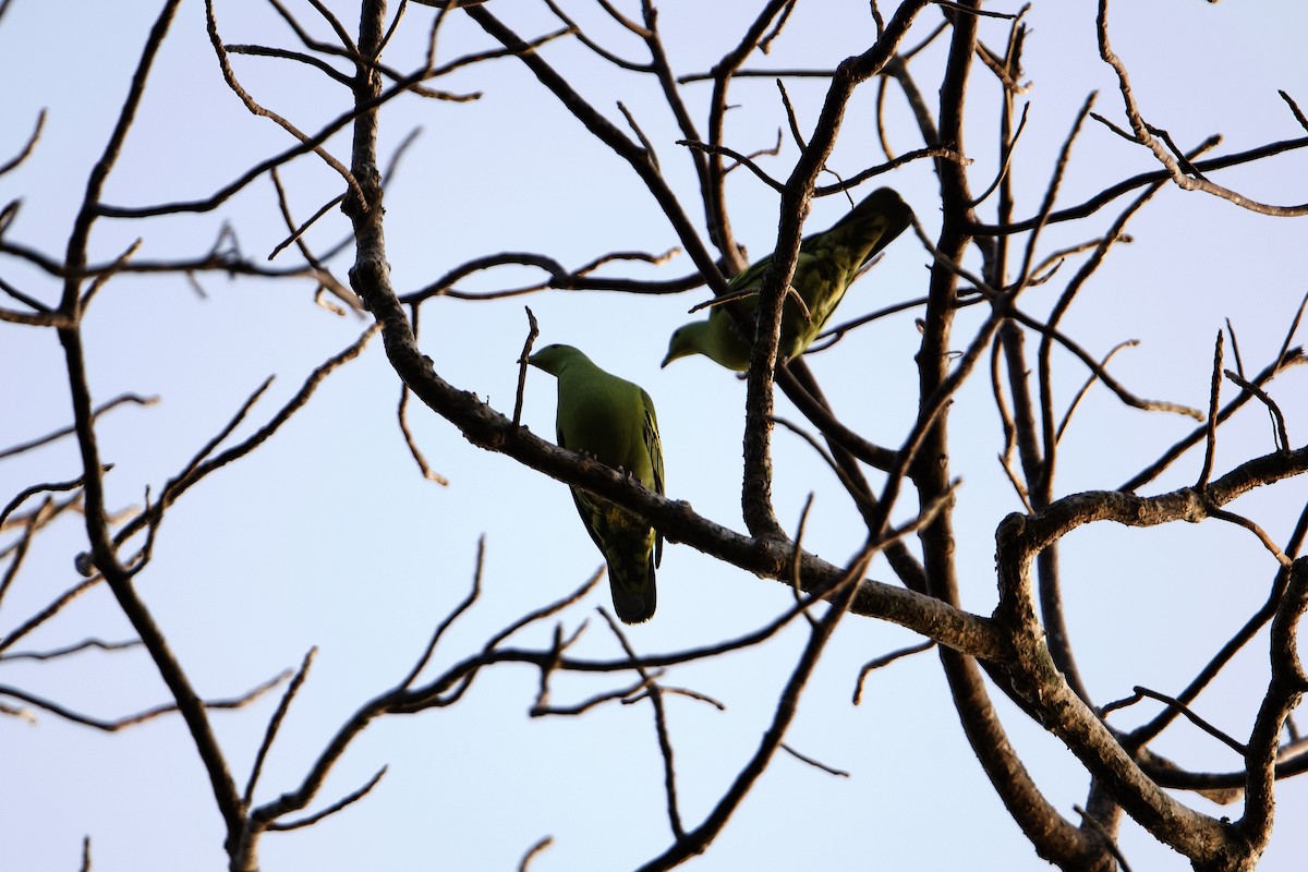 Andaman Green-Pigeon - ML247579601