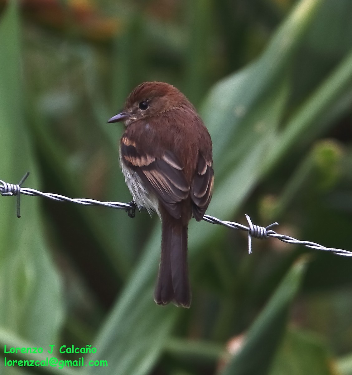 Bran-colored Flycatcher - Lorenzo Calcaño