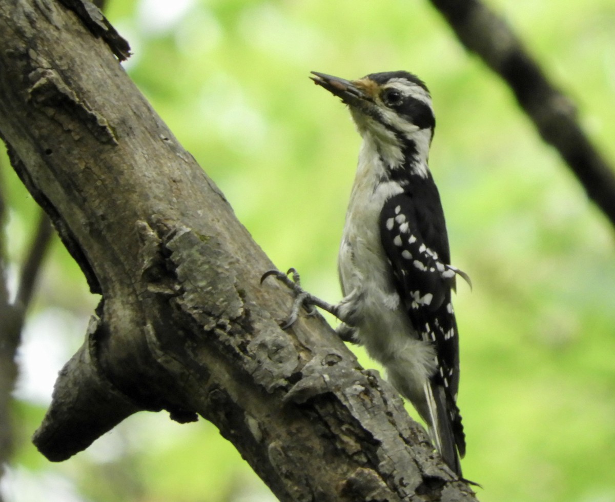 Hairy Woodpecker - Eunice Thein