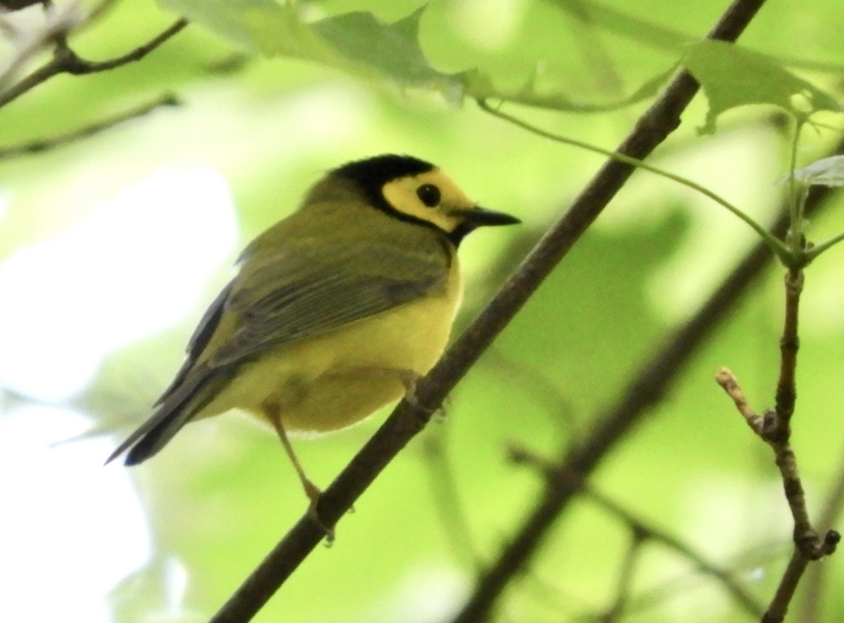 Hooded Warbler - Eunice Thein
