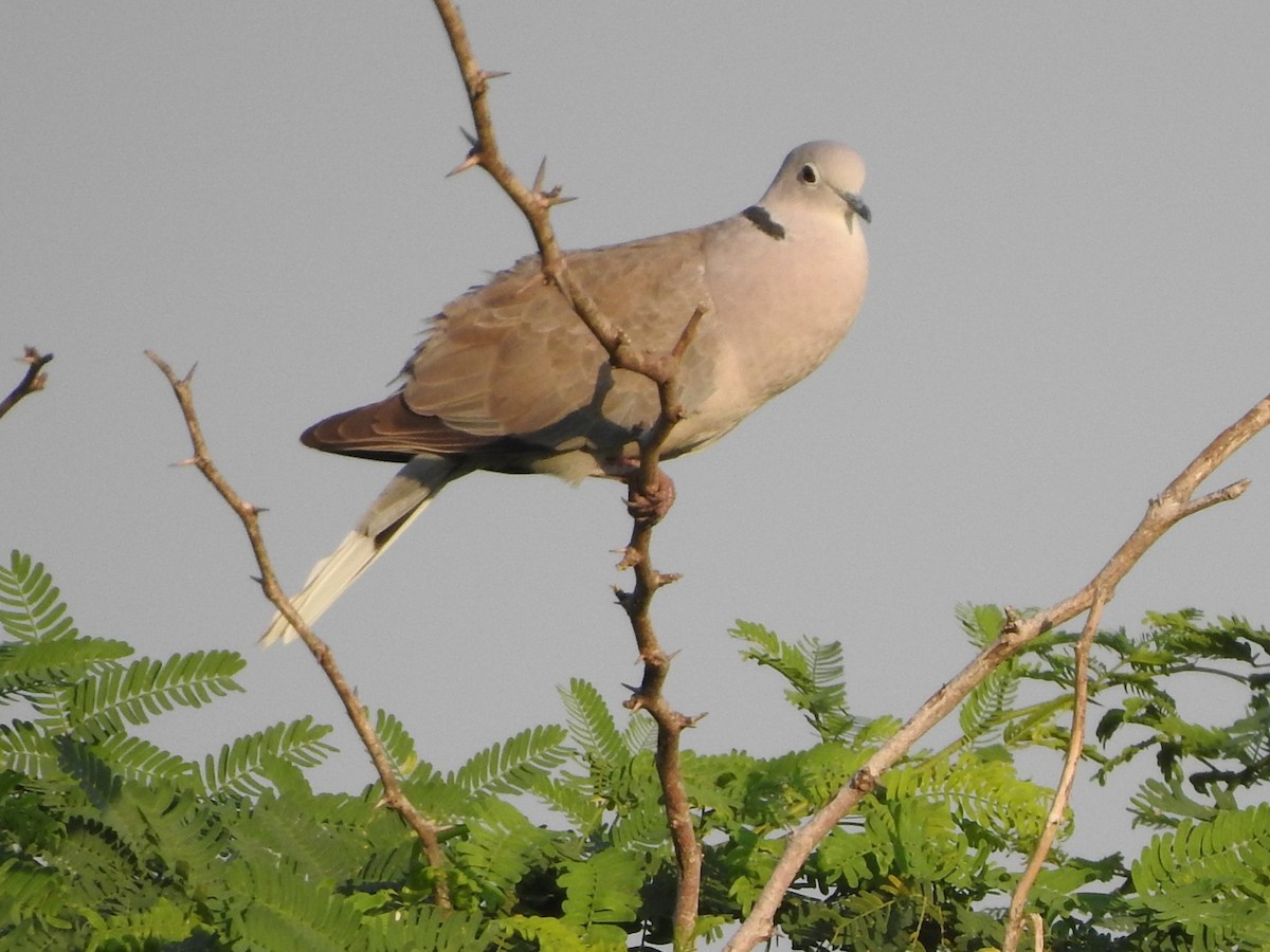 Eurasian Collared-Dove - Arulvelan Thillainayagam