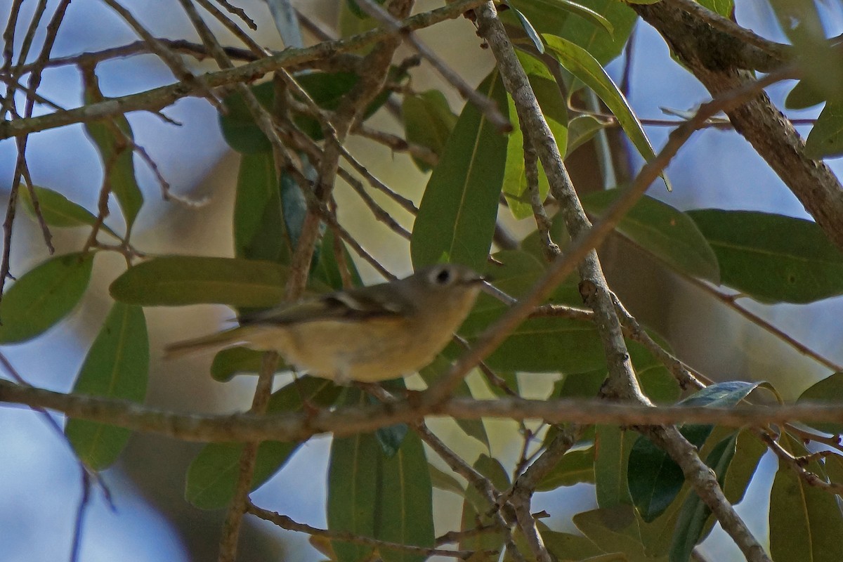 Ruby-crowned Kinglet - Connie Guillory