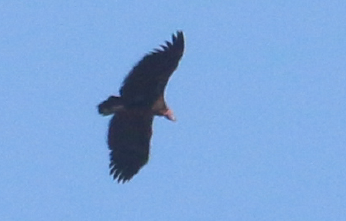 Lappet-faced Vulture - ML247588511