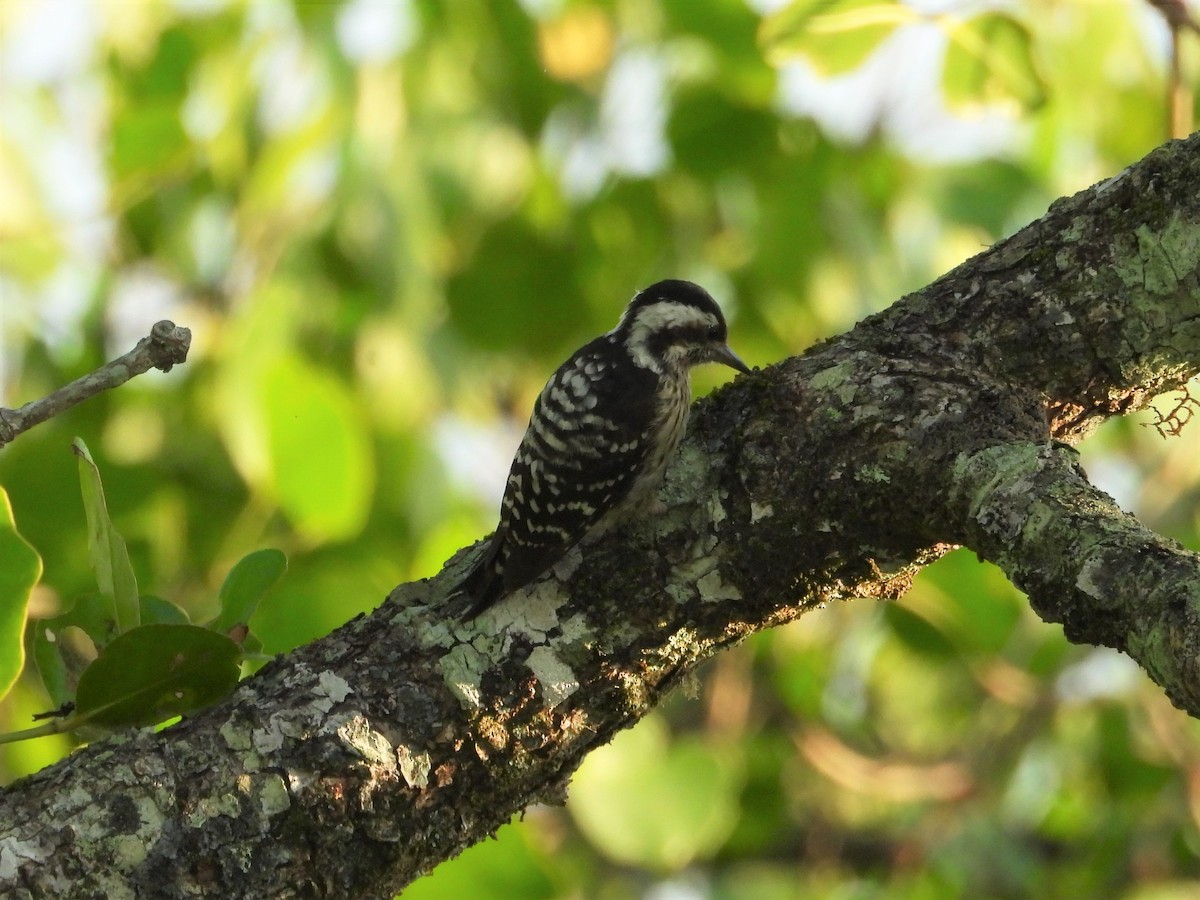 Gray-capped Pygmy Woodpecker - Ben Weil