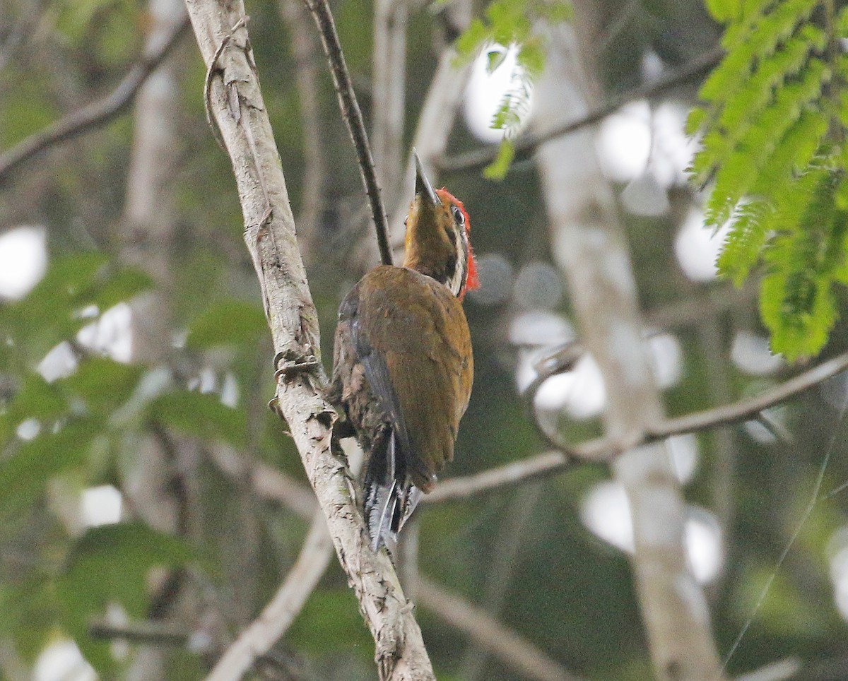 Olive-backed Woodpecker - Neoh Hor Kee