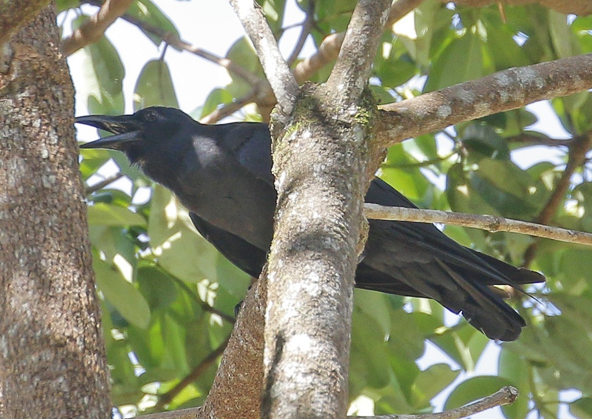 Slender-billed Crow - Neoh Hor Kee